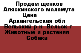 Продам щенков Аляскинского маламута › Цена ­ 25 000 - Архангельская обл., Вельский р-н, Вельск г. Животные и растения » Собаки   